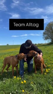 „Team Alltag“ – Freunde unterwegs!
Ein Gruppentraining, das nicht nach Schema F funktioniert – sondern mit viel Bauchgefühl und Verbindung.
Du willst keinen Hund, der „funktioniert“. Du willst einen, der dich versteht. Der dir vertraut. 
Weißt du, was ich in all den Jahren im Training am meisten gespürt habe? 
Dass wir alle das Gleiche wollen:
Einen Hund, der zu uns gehört. Der mit uns geht. EINFACH im Leben – nicht perfekt, sondern echt.
Denn was bringt all das „Sitz, Platz, Fuß“, wenn im Alltag das Miteinander fehlt? Wenn dein Hund draußen überfordert ist, wenn du dich oft alleine fühlst mit Fragen, Unsicherheiten oder oft einfach dem Wunsch, es „richtig“ zu machen?
Und genau darum geht es im neuen wöchentlichen Gruppentraining: 
-Ein Training, das dich und deinen Hund da abholt, wo ihr wirklich steht – mit all euren Stärken, Baustellen und der Sehnsucht nach einem echten Miteinander.
-Ein regelmäßiges Treffen, bei dem wir gemeinsam an Vertrauen, Zusammenarbeit und Gelassenheit im Alltag arbeiten.
-Kein Druck, kein Perfektionismus – sondern ein Ort, an dem dein Hund dein bester Freund sein darf.
-Aber auch kleine Herausforderungen, die euch wachsen lassen – ohne Druck
-Und vor allem: ein geschützter Raum, in dem ihr einfach sein dürft.
Ob Anfänger oder alter Hase – hier ist wirklich jeder willkommen!
Wir starten wöchentlich mittwochs um 18 Uhr. Offene Gruppe! Du kannst dich jederzeit anmelden und auch mal aussetzen, Buchung über Punkte Karten oder Einzelbuchung. 
Melde dich gern, wenn du auch dabei sein willst, einfach für euch, wenn du dir wünschst, dass euer Alltag leichter, schöner, verbundener wird. #hundetraining #hundimalltag #leinenführigkeit #hundeliebe #hundeteam #hundmenschbeziehung #hundeerziehung #gemeinsam #freudemithund