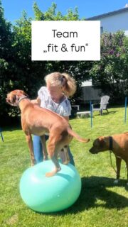 Du suchst nach einer Möglichkeit, deinen Hund körperlich und geistig auszulasten – ganz ohne Leistungsdruck, aber mit ganz viel Spaß?
Du willst echte Verbindung, aber auch pure Freude und Bewegung, die euch beide begeistert?
Dann ist „Team Fit & Fun“ genau euer Ding! Das ganzheitliche Kurskonzept für Körper, Köpfchen & Herz!
Einfach aktive Gesundheitsvorsorge, Mentaltraining, aber auch einfach natürliche Fähigkeiten fördern und fordern – stärt euch als Team mit Spaßfaktor.
– Kreative Fitness- und Physioübungen, die euch als Team fordern und in Schwung bringen
– Spannendes Longieren und Distanzarbeit,die eure Kommunikation auf ein neues Level hebt
– Cleveres Nasenarbeits-Training, dass die Sinne schärft, mentale Auslastung und Konzentration bringt (z. B. „verloren Suche“)
– Buntes Parcours-Training – Mix aus Bewegung, Spiel und kleinen Herausforderungen
– Und jede Menge „Wow – hätte nicht gedacht, dass mein Hund das kann“- Momente
Auch sehr gut geeignet für junge Hunde, die sich gesund entwickeln sollen und ältere Hunde, bei denen wir die Beweglichkeit fördern wollen.
Macht euren Alltag zum Abenteuer. Sichere dir jetzt euren Platz. – weil Gesundheit und Lebensfreude das schönste Geschenk sind – für deinen Hund und dich.
Termin: derzeit immer Mittwochs, wöchentlich, ab 28.05.25 um 18 Uhr. Du kannst dich jederzeit anmelden und auch mal aussetzen, Buchung über Punkte Karten oder Einzelbuchung.#hundundbewegung #nasenarbeit #hundephysiotherapie #hundemachenglücklich #hundelongieren #hundesenioren #junghund #spassmithund