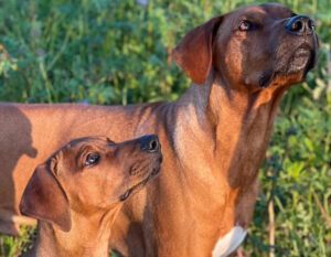 Dieter's mobile Hundeschule in Regensburg