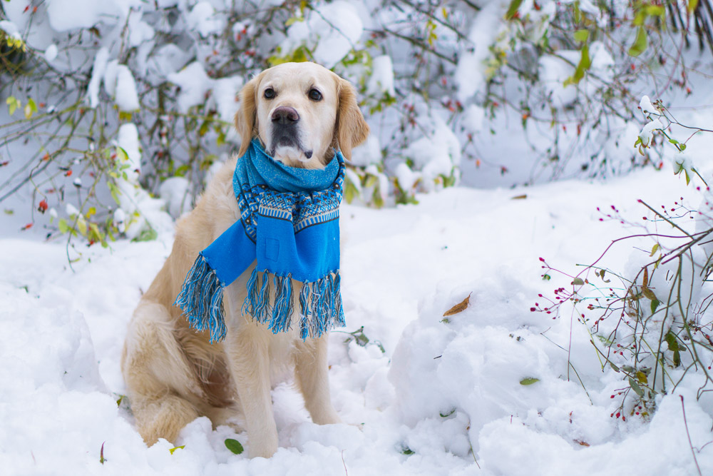 Kälteschutz für Hunde im Winter
