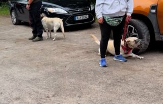 „ich will doch nur alles richtig machen…“ diesen Satz höre ich oft von Kunden und ich verstehe es total, wollen wir das nicht alle. Unsere Hunde sind Familie, Freunde, aber leider kann man es mit der Vermenschlichung und Liebe an falschen Stellen auch übertreiben. 
Immer häufiger begegnen mir im Training Hunde, die nicht unsicher oder aggressiv sind – sondern einfach überfordert.
Hunde, die Verantwortung übernehmen, weil sie das Gefühl haben, es zu müssen.
Weil ihnen niemand zeigt: Ich regel das für uns.
Das hat nichts mit „schlechten“ Hunden oder „falscher“ Erziehung zu tun. Es hat oft mit gut gemeinter, aber grenzenloser Freiheit zu tun. Mit fehlender Klarheit im Alltag. Mit zu wenig Orientierung, wo eigentlich Sicherheit sein sollte.
Denn ein Hund, der an der Leine eskaliert, der bei jeder Begegnung in Alarmbereitschaft ist oder draußen kaum zur Ruhe kommt, trägt oft viel mehr auf seinen Schultern, als er eigentlich tragen sollte. 
Leinenführigkeit, Hundebegegnungen, Reizverarbeitung – all das beginnt nicht erst in der Situation, sondern bei der Basis.
Bei den kleinen Stellschrauben im Alltag, bei der Frage: Wer trägt hier Verantwortung?
Und das Beste: Es braucht oft keine riesigen Umstellungen. Es sind die kleinen Dinge, die plötzlich Großes verändern.
Nicht mit Druck oder Härte. Sondern mit ehrlicher Klarheit, liebevoller Führung und Konsequenz und Fairness. Grenzen setzen ist nicht negativ, dieses Bild muss aus den Köpfen verschwinden. Es ist die Sprache der Hunde, Hunde setzen sich gegenseitig ständig Grenzen und so leben sie harmonisch miteinander.
Für mehr Entspannung. Mehr Vertrauen. Und echte Beziehung zwischen euch.
Wenn du spürst, dass dein Hund zu viel Verantwortung trägt – dann lass uns gemeinsam hinschauen.
Ich freue mich auf euch. Der Hund in dem Video ist nur beispielhaft, die Besitzerin hat es unglaublich toll gemacht und schafft das auch, aber auch das braucht Zeit und Geduld. #hundetraining #team #vertrauen #hundebegegnung #hundeliebe #leinenführigkeit #leinenpöbler #leinenführigkeitstraining #grenzenlos #überfordert #verloren #nichtallein