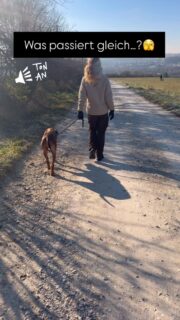 Stell dir vor: Die Leine hängt durch. Ein anderer Hund kommt... und dein Hund schaut ZU DIR. 
Er bleibt ruhig. 
Du atmest durch. Kein Zerren, kein Gebelle, kein Stress.
Dieser Spaziergang ist kein Traum. Es ist das Ergebnis von fairer Führung, Basisarbeit und Akzeptanz.

Wenn du den täglichen Kampf an der Leine nicht mehr möchtest, ist dieser Workshop was für dich. Wir arbeiten nicht an Symptomen, sondern an der Ursache.
Mit Videoanalyse decken wir auf, was im Alltag oft übersehen wird – und leiten dich an, deine Körpersprache so einzusetzen, dass dein Hund sich an dir orientiert.

Workshop: „Side by Side – Begegnungen souverän meistern – mit Videoanalyse“

Samstag, 28. März, 12 Uhr 

Schluss mit „Spießrutenlauf“. 
Zeit für Spaziergänge, die euch beiden guttun. 

Sichere dir einen der wenigen Plätze!

https://dieters-hundeschule.de/produkt/maerz-workshop-side-by-side-begegnungen-souveraen-meistern-mit-videoanalyse/

#hundetraining #leinenführigkeit #hundebegegnung #leinenpöbler #vertrauen hundeliebe leinenführigkeitstraining hundemachenglücklich hundebegegnungen Orientierung