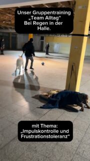 Unser Gruppentraining „Team Alltag“ letzten Mittwoch mit Thema: „Impulskontrolle und Frustrationstoleranz“

Und was sollen wir sagen?
Die Teams haben’s toll gemacht. 

Jedes Mensch-Hund-Team hat in kleinen Gruppen in seinem eigenen Tempo gearbeitet.
Ohne Druck. Dafür mit Klarheit.
Und ja – Spaß war natürlich auch dabei. 🥳

Unser Dayo liegt währenddessen abgelegt, damit ich mich voll auf die Kunden konzentrieren kann.
Und nein – leicht fällt ihm das nicht. ☝🏻
Auch er lernt. Auch er wächst.

Schaut genau hin:
Hunde lernen, sich zurückzunehmen.
Nicht, weil man es einmal sagt.
Sondern weil man es immer wieder ruhig und klar begleitet, unterstützt und daran arbeitet, miteinander.

In einer Sequenz seht ihr den weißen Schäferhund Richtung unseres Dayo (beide intakte Rüden).
Vielleicht erkennt ihr diesen Moment:
Dayo schaut nach hinten – und dann zu mir.
Er fühlt sich nicht ganz wohl.
Aber er weiß: Er muss das nicht regeln.
Ich bin da. Ich kümmere mich.

Genau darum geht es.
Ihr müsst euren Hunden nicht beibringen, alles auszuhalten.
Ihr dürft ihnen zeigen:
„Du brauchst dich nicht zuständig fühlen. Ich übernehme.“
Das geht nicht von heut auf morgen, dass ist ein Prozess.

Gebt euch Zeit.
Schenkt ihnen euer Vertrauen – dann schenken sie es euch zurück.
Und wenn ihr euch Begleitung wünscht –
wir helfen euch gern. Vor Ort oder online. 
#hundetraining #hundebegegnung #vertrauen #leinenpöbler #leinenführigkeit Team Alltagstauglichkeit