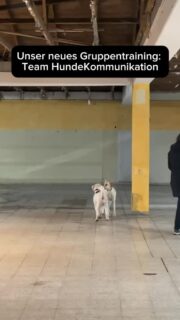 Unsere erste Stunde „Team Hundekommunikation“
Hunde sprechen. Menschen lernen „zuzuhören“

Kein wildes Spielen bzw. Mobbing.
Kein „die regeln das schon“.

Sondern echte, angeleitete Begegnungen.
Strukturiert. Kontrolliert. Fair. 

Während zwei Hunde im Kontakt sind, lernen die anderen:
Mit meinem Menschen Kontakt halten. Aushalten. Beobachten. Impuls kontrollieren.

Hier entsteht nicht einfach Kontakt.
Hier entsteht Kommunikationsfähigkeit.

Auch für Hunde, die schlechte Erfahrungen gemacht haben oder unsichere Hunde. 
Natürlich auch für Hunde mit Maulkorb oder erhöhten Konfliktpotenzial.

Und du lernst, deinen Hund wirklich zu lesen.

Wenn es passt, darf natürlich auch Spiel entstehen.
Wenn es Grenzen braucht, werden sie angeleitet. 

Qualität statt nur Rennerei.

„Team Hundekommunikation“
Hunde sprechen lassen. Menschen lernen verstehen.

Möchtest du dabei sein?
Schreib uns und wir nehmen dich unverbindlich in die WhatsApp-Gruppe auf.
#hundetraining #hundebegegnung #hundekommunikation #hundeliebe #hundefreunde Orientierung vertrauen Impulskontrolle bindungsArbeit fremdhundabblocken