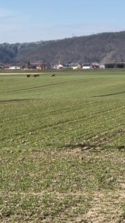 Bei Video Ton bitte einschalten 😉
„Der war bestimmt schon immer so brav…“
Nein. War er leider nicht. Er hat uns nichts geschenkt.

Dayo hing mit 9 Monaten schreiend in der Leine, wenn 100 m entfernt ein Reh stand.

Heute kann er Wild aushalten.
Nicht immer perfekt, auch nicht durch Zauberhand, sondern erarbeitet.

Was ich dir damit sagen will: 
Wenn dein Hund bei Wild „eskaliert“ – du bist nicht allein.
Und ja, man kann daran arbeiten.

Was hilft?
Basisarbeit, Orientierung und Verbindlichkeit. 
Aber vor allem Vertrauen, Bindung, Beziehung und gegenseitiger Respekt.

Und manchmal auch jemand, der dich dabei unterstützt und dir nichts vormacht.

Wir zeigen hier keine perfekten Hunde. Wir zeigen Entwicklung

Gebt euch Zeit und bitte gebt euch nicht auf!

Und wenn du Unterstützung brauchst – schreib uns gern.

Folge uns für ehrliches Training mit viel Herz, aber auch Klarheit und Grenzen. 
#hundetraining #antijagdtraining #hundeliebe #vertrauen #hundemachenglücklich Bindung Beziehung Team Rückruf dranbleiben