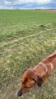 Ich bin sooo unfassbar stolz auf den Buben. Er ist unglaublich toll geworden. Immer noch nicht der einfachste, aber der Tollste.
Das Reh war näher als es hier aussieht und laufend ist schon ne Nummer für ihn...aber wie toll er sich selbst reguliert...
und dieser Bub ist mit knapp 1 Jahr bei Rehsichtung in doppelter Entfernung schreiend auf 2 Beinen stehend in der Leine gehängt…

#herzenshund #jagdhund #vertrauen #hundeliebe 
#besterfreund