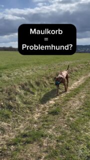 „Maulkorb = Problemhund?“

Dayo braucht keinen Maulkorb.
Und trotzdem trägt er ihn.

Nicht, weil er muss, sondern weil er es kann.

Weil wir wollen, dass es für ihn nichts Besonderes ist. Nichts Negatives. Kein Stress.

Ein Maulkorb ist kein Stempel. Kein Zeichen für „schwierig“.
Sondern ein Stück Sicherheit. Verantwortung

Für Situationen, die man nicht planen kann.
Für Momente, auf die man vorbereitet sein sollte.

Und genau deshalb gehört es für uns dazu, dass ein Hund ihn kennt, akzeptiert und entspannt tragen kann.

So wie Dayo hier. 
Ganz normal, im Alltag. Ohne Bedeutung.

👉 was meinst du dazu?
Schreibs uns in die Kommentare!

Darf sehr gern geteilt werden für mehr Verständnis pro Maulkorb!
 
Dein Hund trägt noch keinen?
Dann ist genau jetzt der richtige Zeitpunkt, es entspannt aufzubauen.

Schreib uns gerne für eine individuelle Beratung & Anpassung 

#maulkorb #hundetraining #hundebegegnung #hundeliebe #vertrauen Verantwortung Selbstverständlichkeit Alltag