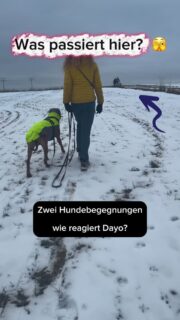 Das passiert, wenn dein Hund DIR vertraut…

Hundebegegnung Training
Impulskontrolle beim Hund
Hundekommunikation verstehen

Da ist Spannung.
Da ist Kommunikation.

Und ja – auch Dayo zeigt kurz, was in ihm passiert.
Körpersprache. Ausdruck. Gefühl.
Man spürt, was in ihm arbeitet.

Ein kurzer Moment…in dem es auch kippen könnte.

Aber er verliert sich nicht darin.
Aber er bleibt ansprechbar. Er bleibt im Kontakt.
Nicht emotionslos. Nicht, weil er muss. Sondern weil er kann.

Weil Vertrauen da ist.
Weil Beziehung da ist.
Weil wir gemeinsam durch solche Situationen gehen.
Weil er sich auf uns verläßt. 

Und genau darum geht es:
Nicht um Perfektion. Nicht darum, alles zu vermeiden. 
Sondern um Orientierung, wenn es darauf ankommt.

Das ist der Unterschied zwischen Kontrolle… und echter Bindung.

Genau so sollte sich eine Begegnung  anfühlen.

Nicht, dass nichts passiert. Sondern dass dein Hund trotzdem bei dir bleibt und sich für DICH entscheidet.

👇 Wer wünscht sich das mit seinem Hund?

#hundetraining #leinenführigkeit #hundeliebe #hundebegegnung #hundemachenglücklich 
Bindung Vertrauen Team