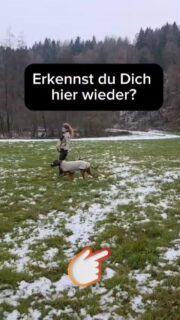 Du gibst dir Mühe…und trotzdem wird es nicht besser? Dann liegt es oft nicht an deinem Hund. 
Nein, es liegt auch nicht an dir. 
Sondern an dem Momenten, die du vielleicht nicht siehst…nicht gleich erkennst. 

Interessiert dich, wie du da rauskommst? 
dann sei bei unserem Webinar dabei:

„Warum es nicht besser wird?“

22. April 2026, 19:00 Uhr, nur 19,95 EUR

! Du kannst deine eigenen Videos einsenden und wir analysieren sie zusammen! 

https://dieters-hundeschule.de/produkt/webinar-warum-es-nicht-besser-wird/

#hundetraining #leinenführigkeit #hundebegegnung #leinenpöbler #hundekommunikation videoanalyse Webinar Mensch-Hund-Kommunikation