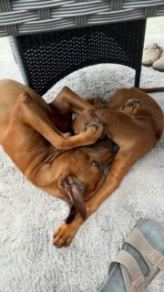 💫🫶 Dayo & Moja 🫶💫

Weil viele von euch gefragt haben…😅
Ja ☺️ aktuell lieben die beiden sich 🫶🫶
Wir hoffen es bleibt so…💫
Es gibt natürlich auch Phasen, in denen Dayo ziemlich genervt von ihr ist, vor allem, wenn sie „drüber“ ist und ihn in die Beine usw. beißt. Auch dazu werden wir euch noch Videos zeigen. 
Wir handhaben es so, dass wir in diesen Situationen meist eingreifen und Dayo unterstützen, denn unserer Meinung nach sollte er das nicht ständig selbst regeln müssen. 
Selbstverständlich dürfen und sollen die beiden aber auch miteinander kommunizieren🤎🤎
Aber Dayo ist noch sehr sehr geduldig mit ihr…😅 und lässt sich leicht um den Finger wickeln…🫣😍

#hundetraining #hundeliebe #welpe #mehrhundehaltung #hundemachenglücklich freundefürsleben
