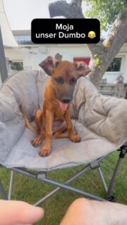 Moja unser kleiner „Dumbo“ Schatz 🤪😅
…die machen noch was sie wollen…🫣🤪😂

und am Schluss „plopp“… 🤭🫣🤭

#hundeliebe #welpe #welpen #hundemachenglücklich #hundeleben