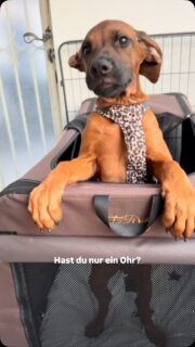 Moja nach dem Mittagsschlaf…😅🤎

#hundeliebe #welpe #welpenliebe #welpenglück #hundemachenglücklich