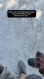 Instagram vs. Realität. 😅

Mal läuft’s wie aus dem Bilderbuch … 🐾✨
Und mal eben ganz und gar nicht. 🤭

Mit zwei Hunden – und vor allem mit einem Welpen – gehört einfach beides dazu. Nicht jeder Spaziergang ist perfekt, und genau das ist völlig normal.

Wir zeigen euch nicht nur die schönen Momente, sondern auch den ganz normalen Wahnsinn dazwischen. 😄

Wie sieht’s bei euch aus? Läuft euer Spaziergang eher nach Plan oder kennt ihr das kleine Chaos auch? 😅👇

#hundetraining #welpe #welpen #hundeliebe #leinenführigkeit hundemachenglücklich
