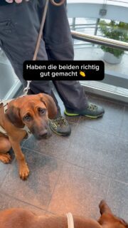 Das war heute kein Spaziergang – das war ein kleines Abenteuer. 🐾

Viele neue Eindrücke, fremde Geräusche, eine Drehtür, ein Glasaufzug, Brücken, Wind und jede Menge Menschen.

Für einen jungen Hund sind das unzählige neue Eindrücke.

Genau solche Momente helfen unseren Hunden, Selbstvertrauen aufzubauen – wenn wir sie ruhig begleiten und ihnen Sicherheit geben.

Unser Ziel ist dabei nicht, dass alles perfekt klappt – sondern dass die Hunde lernen, sich trotz all der Reize an uns zu orientieren, Vertrauen zu entwickeln und anschließend auch wieder zur Ruhe zu finden.

Denn genauso wichtig wie das Erleben ist das Verarbeiten.

Alltagstraining bedeutet für uns nicht, den Hund ständig zu beschäftigen. Es bedeutet, gemeinsam die Welt zu entdecken, füreinander da zu sein und mit jeder neuen Erfahrung ein kleines Stück mehr zusammenzuwachsen. 

Macht ihr mit eurem Hund auch bewusst solche kleinen Alltagsabenteuer? 👇

#hundetraining #hundeliebe #leinenführigkeit #vertrauen #hundemachenglücklich welpentraining alltagstraining welpenalltag