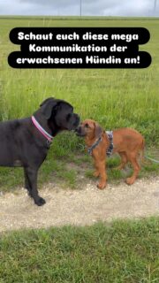 Schaut euch diese wunderbare Kommunikation dieser tollen Cane-Corso-Hündin an. Für einen Welpen gibt es kaum einen besseren Lehrmeister. Sie zeigt Grenzen, gibt Sicherheit, kommuniziert klar und fair – und genau dabei lernt ein junger Hund unglaublich viel.

Natürlich darf ein Welpe auch mit anderen Hunden spielen und Erfahrungen sammeln. Für uns sind dabei aber wenige, sorgfältig ausgewählte Hundekontakte viel wertvoller als viele unterschiedliche Begegnungen.

Wirklich gute Kommunikation lernt ein Welpe unserer Erfahrung nach vor allem von souveränen, erwachsenen Hunden, die Ruhe ausstrahlen und angemessen reagieren.

Genau aus diesem Grund sind klassische Welpenstunden nicht unser Weg.

Wir können uns kaum einen wertvolleren Kontakt für unsere Moja vorstellen und sind unglaublich dankbar, dass sie von so einer tollen Hündin lernen darf. ❤️

Wie seht ihr das? Setzt ihr eher auf wenige, ausgewählte Hundekontakte oder auf möglichst viele Begegnungen in Welpengruppen? Wir sind gespannt auf eure Erfahrungen. 👇

#hundetraining #hundebegegnung #hundekommunikation #welpe #hundemachenglücklich