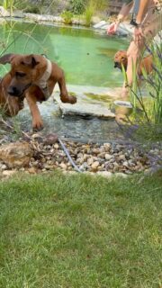 Ich glaube, Moja hat da mindestens 25 Anläufe genommen. 🤭

Mut hatte sie jede Menge – nur ihre Pfötchen wollten noch ein bisschen verhandeln. 😂💦

Kennt ihr das auch? War euer Hund sofort im Wasser oder hat er erst einmal lange überlegt?

#hundeliebe #welpe #hundemachenglücklich #hundeglück #hundefreunde hundeschwimmen
