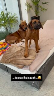 …ohne Worte…😅😂😇

#hundetraining #hundeliebe #hundemachenglücklich #welpe #training