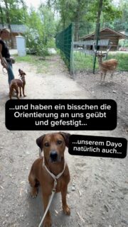Wenn plötzlich ein Reh vor deinem Hund steht …

Er darf es sehen.
Er darf es riechen.
Er darf es spannend finden.

Aber er soll lernen, sich trotzdem wieder an dir zu orientieren. 

Auch darum geht es bei unserem besonderen Outdoor-Training im Wildtierpark Höllohe.

Zwischen Rehen, Wildschweinen & Co. nutzen wir echte Situationen für kleine Übungen rund um Aufmerksamkeit, Ansprechbarkeit und Orientierung.

Wild sehen & trotzdem bei dir bleiben

📅 Mi., 21.10. | 14:30 Uhr oder 

📅 Mo., 26.10. | 10:30 Uhr

⏱ ca. 2–2,5 Stunden
💶 59 € pro Mensch-Hund-Team

Welcher Termin tatsächlich stattfindet, entscheiden wir nach euren Rückmeldungen. Bei genügend Interesse machen wir natürlich beide. 😊

👉 Interesse? Schreibt uns einfach eine PN!

#hundetraining #hundebegegnung #antijagdtraining #training #hundeliebe Wildtraining