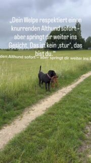 Ein massiger Cane Corso, ein tapsiger Ridgeback-Welpe und für einen Moment ist alles still. Kein Knurren, kein Bellen, nur ein großer Körper, der sich leise in den Weg stellt.
Viele Menschen würden an dieser Stelle denken: Mein Welpe ist respektlos, der Alte hat einfach keinen Bock mehr. In Wirklichkeit passiert hier gerade eine der wichtigsten Lektionen in Hundesprache, nur eben ohne Übersetzung für uns Menschen.
Du kennst diese Situation vielleicht: Draußen ist viel los, dein Welpe hängt anderen Hunden im Gesicht und du hörst die Kommentare von außen. Du gehst dazwischen, rufst, lockst, ziehst ihn weg, bevor es knallt, und trotzdem bleibt dieses nagende Gefühl, dass du irgendetwas übersiehst.
Das ist kein Wunder, denn viele Hundeschulen reden dir entweder ein, du müsstest jeden Welpenkontakt streng managen, oder sie sagen dir, die machen das schon unter sich aus. Beides greift zu kurz, wenn du die stillen Signale der erwachsenen Hunde nicht lesen kannst, die deinem Welpen klare Grenzen setzen, ohne ihn kleinzumachen.
Genau das siehst du in dieser Szene: Der Althund begrenzt den Welpen nur mit seinem Körper, stellt sich vor ihn, nimmt ihm den Raum und schenkt ihm keine Aufmerksamkeit. Für einen Menschen wirkt das vielleicht hart oder abweisend, für den Welpen ist es glasklar: Bis hierhin und keine Pfote weiter, du darfst da sein, aber nicht auf mir herumturnen.
Spannend wird es in dem Moment, in dem du lernst, genau diese leise Grenze zu sehen und deinem Welpen dabei zu vertrauen, dass er sie aushält. Plötzlich ist er nicht mehr der respektlose Rabauke, sondern ein junger Hund, der von einem sicheren, klaren Vorbild richtig gute  Sozialregeln geschenkt bekommt.
Folg mir, wenn du lernen willst, solche leisen Hundesignale zu sehen, bevor der Streit überhaupt beginnt.
