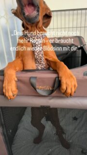 Es gibt einen Unterschied zwischen einem gut erzogenen Hund und einem, der dir wirklich vertraut. Genau da wird es im Alltag oft unangenehm ehrlich.
Vielleicht kennst du Spaziergänge, bei denen du nur Checklisten abarbeitest. Sitz, Platz, Fuß, Leine kürzer, Hund hinter dich, Blickkontakt einfordern, noch bevor überhaupt der andere Hund um die Ecke kommt.
Neulich im Coaching stand ich mit einem Team an einer ganz normalen Wohnstraße. Auto vorbei, ein Hund in der Ferne, und ich konnte sehen, wie beide innerhalb von Sekunden komplett dicht wurden. Von außen sah das nach Kontrolle aus, innen haben mir beide später beschrieben, dass sie nur noch auf den Knall gewartet haben.
Klar, Regeln sind nicht per se schlecht. Gerade bei Hunden, die ausrasten oder schon gebissen haben, geben dir klare Strukturen Sicherheit. Aber wenn dein Alltag nur noch aus Verboten, Korrekturen und angespanntem Management besteht, fehlt genau der Teil, für den du dir eigentlich einen Hund geholt hast.
Verbindung entsteht nicht in Momenten, in denen alles nach Schema läuft, sondern wenn ihr zusammen lacht, rennt, euch blamiert. Wenn ihr gemeinsam durch Pfützen springt, alberne Richtungswechsel macht oder einfach mal Quatsch auf einer leeren Wiese zulasst, lernt dein Hund: Bei dir darf er fühlen, nicht nur funktionieren.
Genau in diesem scheinbar sinnlosen Blödsinn legt ihr das Fundament dafür, dass er in stressigen Situationen lieber zu dir schaut als nach vorn zu schießen. Ein Hund, der echte Freude mit dir verbindet, lässt sich später viel eher von dir führen, wenn es wirklich ernst wird.
Folg mir, wenn du aus strengem Gehorsam mehr echte Leichtigkeit und Teamgefühl mit deinem Hund holen willst.