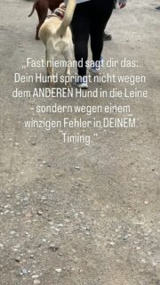 Die Leine schneidet in deine Finger, dein Hund hängt bellend im Geschirr und du spürst die Blicke im Nacken, während dir die Tränen hochkommen.
Es geht nicht um einen „unerzogenen Hund“, es geht um das Gefühl, als Mensch komplett zu versagen, weil du etwas nicht im Griff hast, das für alle anderen draußen so selbstverständlich wirkt.
Dein Puls hämmert bis in die Fingerspitzen, du hörst nur noch das Keifen an der Leine und irgendwo dahinter deinen eigenen Gedanken, der flüstert, dass du dir das alles selbst eingebrockt hast. Du beginnst Spaziergänge zu meiden, suchst leere Wege, und gleichzeitig liebst du dieses Tier so sehr, dass du ihm keinen Schritt weniger bieten willst.
Von außen klingt es simpel: Die einen raten dir, endlich härter durchzugreifen, die anderen sagen, du sollst nur ruhig bleiben und die Leute ausblenden. Und ja, beides kann manchmal helfen, aber niemand außer dir steht jetzt mit brennenden Händen am anderen Ende der Leine und trägt die Verantwortung für dieses Lebewesen.
Der gleiche Weg ein paar Wochen später fühlt sich anders an: Dein Hund nimmt andere Hunde wahr, atmet einmal tief durch und schaut zu dir, bevor er entscheidet, was er tut. Du spürst die Leine in der Hand, aber sie ist kein Seil mehr, an dem du hängst, sondern eine Verbindung, an der ihr euch orientieren könnt.
Genau aus den Momenten, in denen du heute am liebsten im Boden versinken würdest, entsteht oft der Punkt, an dem aus „Problemhund und überforderter Mensch“ ein Team wird.
Folg mir, wenn du solche Spaziergänge kennst und dir wünschst, mit deinem Hund wieder ohne Kloß im Hals rausgehen zu können.