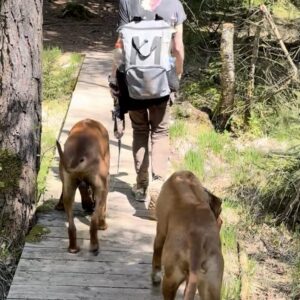 Wald-Workshop: Begegnungstraining im echten Leben – da, wo’s wirklich passiert
