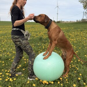 „Team Fit & Fun“ - Dein Hund. Euer Abenteuer. Ihr als Team - der Kurs, der mehr kann…