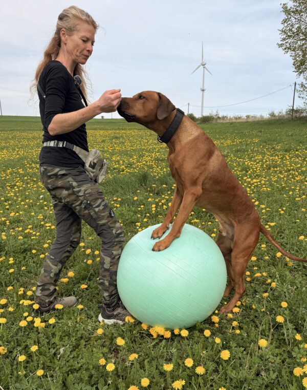 „Team Fit & Fun“ - Dein Hund. Euer Abenteuer. Ihr als Team - der Kurs, der mehr kann…
