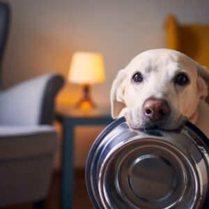 Ernährungsberatung für den Hund