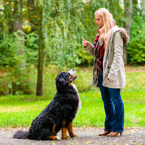 Hundeschule Einzeltraining