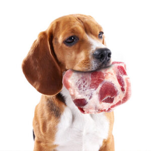 Hundeschule Ernährungsberatung