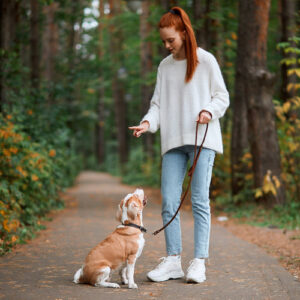 Hundeschule - Intensivtraining