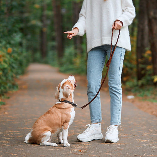 Hundetraining
