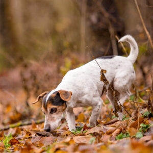 Erste Einschätzung (ca. 1,5 Stunden)