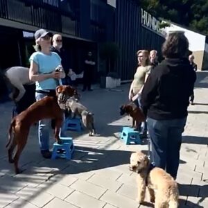 Extra Spezial: November: Workshop "Leinenführigkeit & Hundebegegnungen durch Akzeptanz“