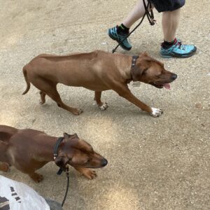 November: Workshop "Leinenführigkeit & Hundebegegnungen"