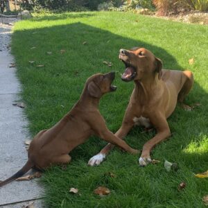 Webinar „Hunde können sprechen - aber nur mit denen, die sie verstehen.“