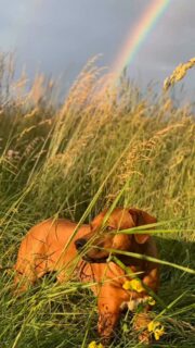 Vor 5 Monaten musste unser geliebter Simba von uns gehen.
Es vergeht kein Tag, an dem wir dich nicht vermissen.
Oft zaubern uns Erinnerungen ein Lächeln ins Gesicht...Und dann gibt es diese anderen Momente...🥺Wir trösten uns mit dem Gedanken, dass es dir jetzt gut geht. Dass du fressen kannst, so viel du willst, und dein Leben genießen darfst - ohne Schmerzen.
Doch unser Herz bleibt schwer, weil du fehlst..😣
Aber wir wissen: Du bist noch da - in allem, was wir gemeinsam erlebt haben.
Einen dicker Drücker über den Regenbogen, zu unserem besten Wacki. 🖤🌈
Für immer geliebt. Für immer ein Teil von uns. 💔