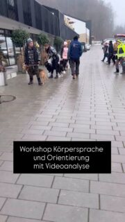 Unser gestriger Workshop „Körpersprache & Orientierung mit Videoanalyse“
Was für ein Tag!
Intensive Übungen, Aha-Momente, großartige Teams
Wir haben gefilmt. Wir haben analysiert. Wir haben gelacht.
Gerade durch die Videoanalyse wurde für viele sichtbar:
Nur eine kleine Veränderung im eigenen Körper – und der Hund reagiert sofort anders.
Diese Momente sind einfach unbezahlbar.
Danke an alle Teilnehmer – ihr wart großartig!
#hundetraining #leinenführigkeit #team #hundebegegnung #vertrauen #hundeliebe #leinenpöbler #leinenführigkeitstraining #training #Videoanalyse #hundemachenglücklich #hundeorientierung #Körpersprache