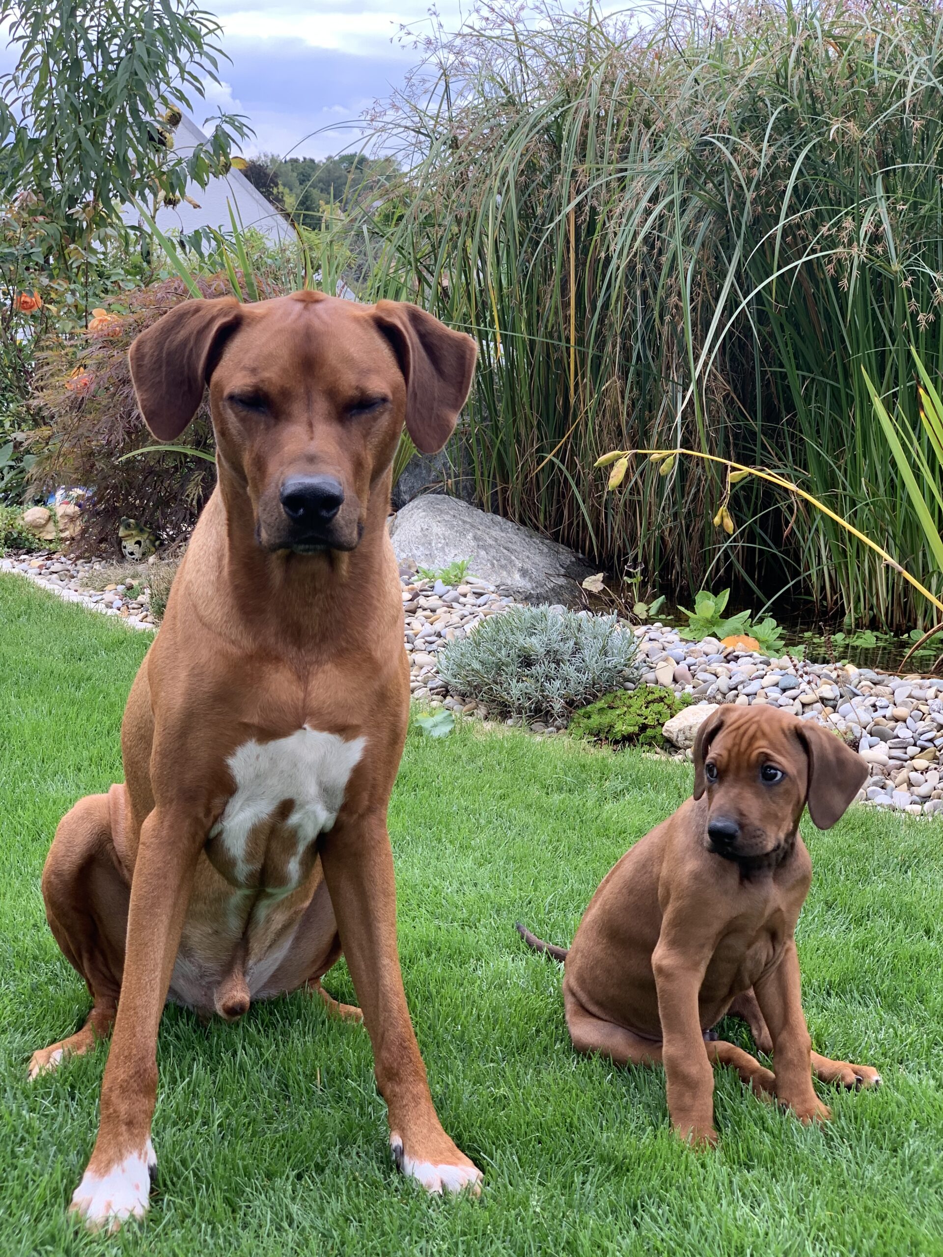 Webinar „Hunde reden ständig – wir hören nur selten zu“