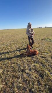 Unser Dayo bei „verloren Suche“.

Auch in erhöhter Geschwindigkeit sieht man eines ganz deutlich: die pure Freude an der Nasenarbeit.

Alles andere wird ausgeblendet – Rehspuren, Pipispuren, Umwelt. Wenn er arbeitet, dann mit vollem Fokus.

Für diesen Hundetyp ist Nasenarbeit in Bewegung das Allergrößte.

Er braucht keine Ruhe beim Suchen – er liebt Tempo, Ziel und das „Dranbleiben“. Die Belohnung am Ende freut ihn, aber die Arbeit selbst ist für ihn sein Glück.

Und genau das ist die Botschaft: Sorgt für Ausgleich.

Training und Konsequenz sind wichtig – aber gemeinsame Freude, Spiel und echtes Miteinander genauso.

Auch wenn er scheinbar allein sucht, arbeitet er mit uns. Orientierung, Blickkontakt, Teamgefühl. So soll es sein.

Lernt eure Hunde kennen. Fördert, was sie lieben.

Denn nur wenn beide Seiten Freude haben, funktioniert Alltag wirklich.

#hundetraining #hundeliebe #nasenarbeit #nasenarbeitmachtglücklich #nasenarbeitfürhunde #hundebeschäftigung #hundeglück #team #teamwork #hundeschule #hundesport #hundeglücklich