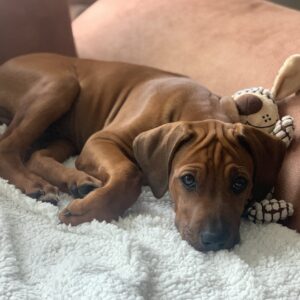 Webinar „Dieser Hundeblick … Liebe oder Manipulation?“