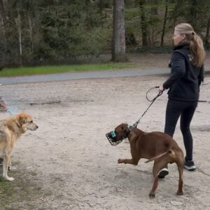 Webinar „ Warum es nicht besser wird“